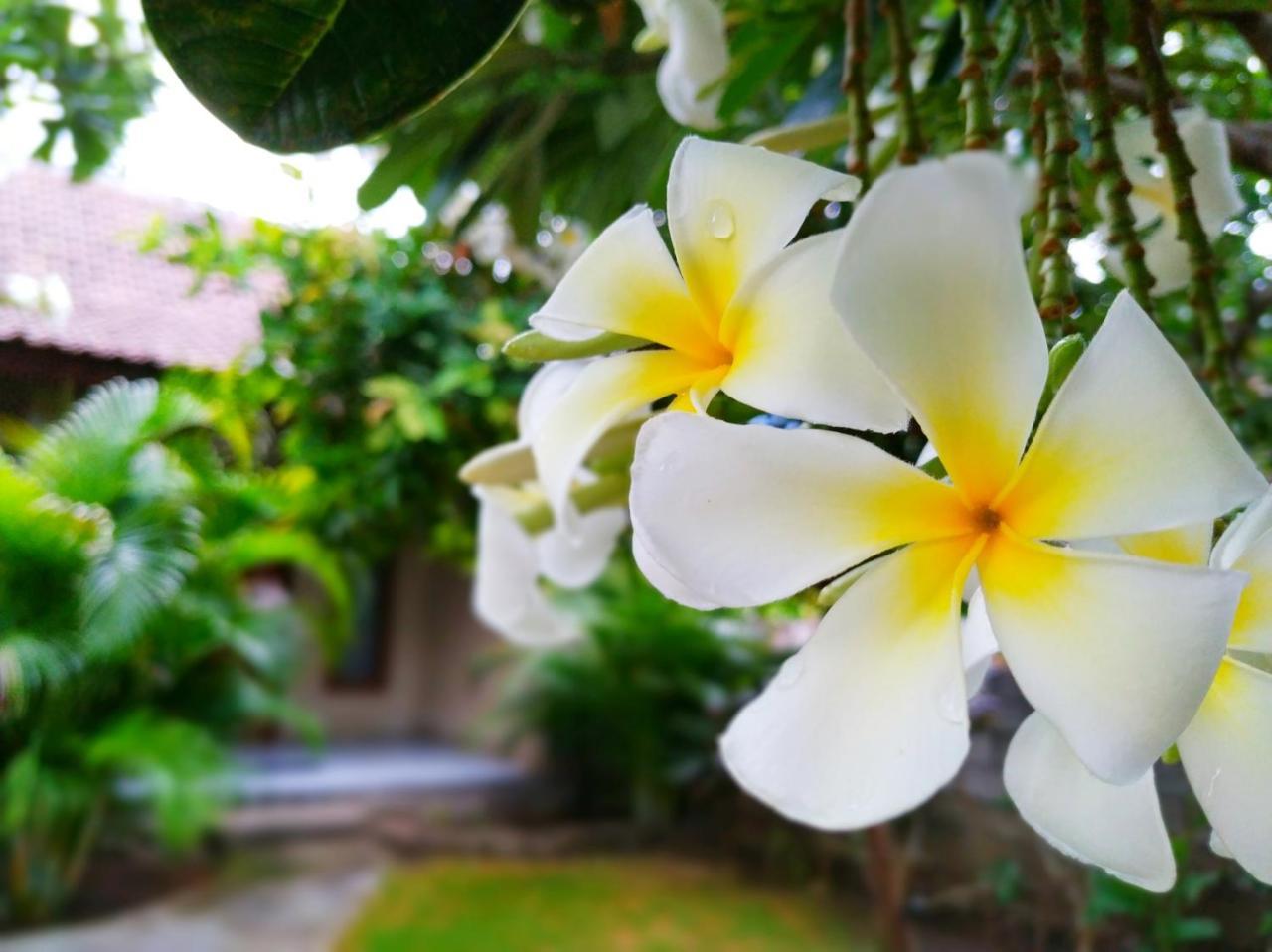 Angga Guest House Pemuteran Εξωτερικό φωτογραφία